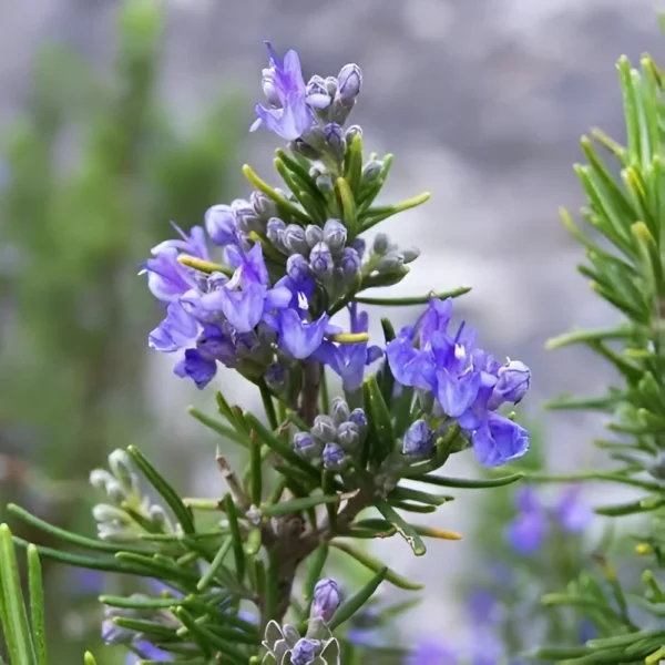 Rosemary seeds