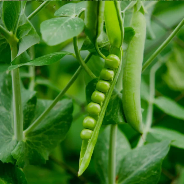 PEAS – WINTER SEEDS