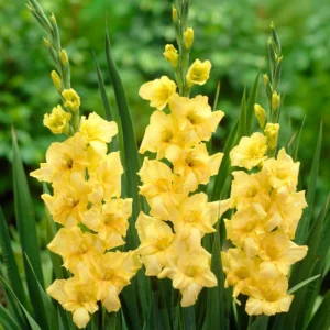 Gladiolus bulbs (10 bulbs)